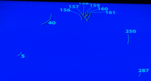 Transitional fossil tree